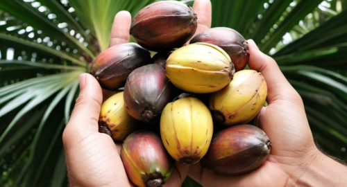 Myth Palm oil is inherently bad for health