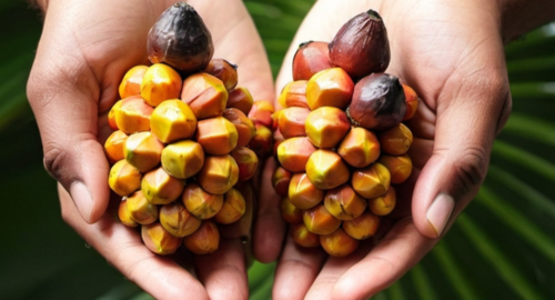 Myth Palm oil is only used in food products