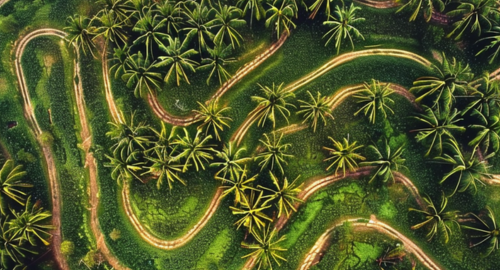 Myth Palm oil plantations only harm biodiversity