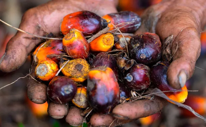 Tracing The Roots: A Historical Overview Of Indonesian Palm Oil Production