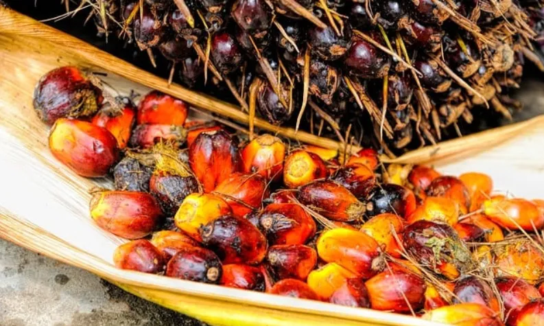 Understanding Indian Palm Oil Landscape from the IPOA Perspective