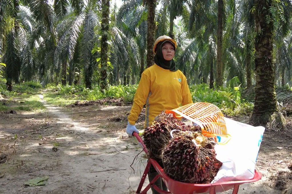 Balancing Domestic Palm Oil Production with