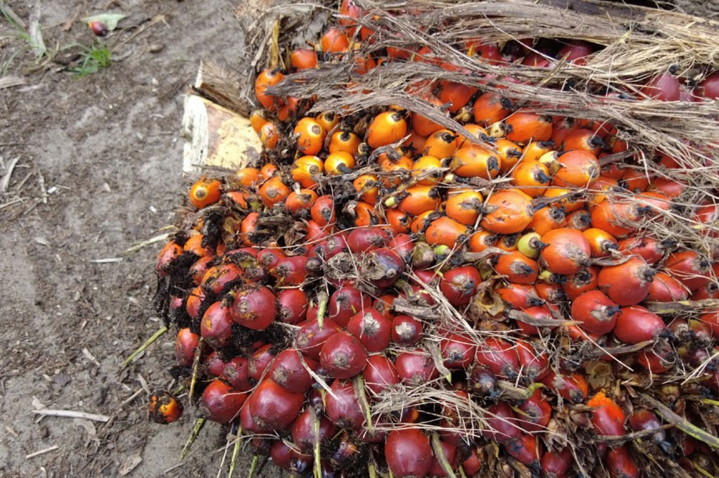 Balancing Growth and Green Mandates: Indonesia’s Strategic Use of Palm Oil in Global Economic Diplomacy Food Security and Economic Growth